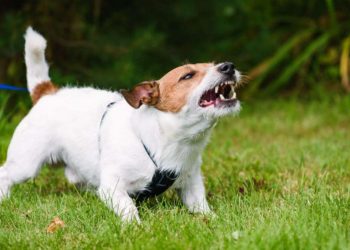 When a Dog Attacks a Runner