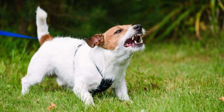 When a Dog Attacks a Runner