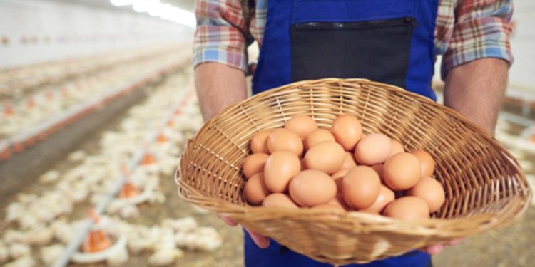 The Best Poultry Lighting Conditions For More Egg Production