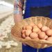 The Best Poultry Lighting Conditions For More Egg Production